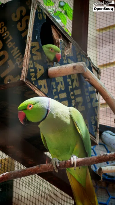 زوج ببغاء دره للبيع 3