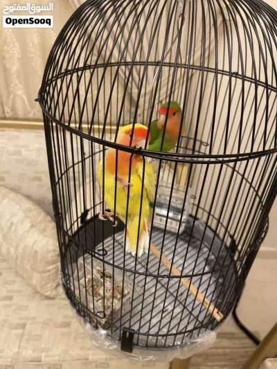 زوج ببغاء روز أليف مع قفص زينة فاخر مع ستاند 3