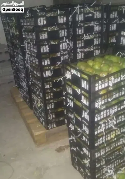 تين شكوي يمني صافي من الشوك درجه اولى Yemeni figs, pure and thornless, first grade 3