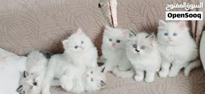 ragadoll bure females & males 45 days used litter box 2