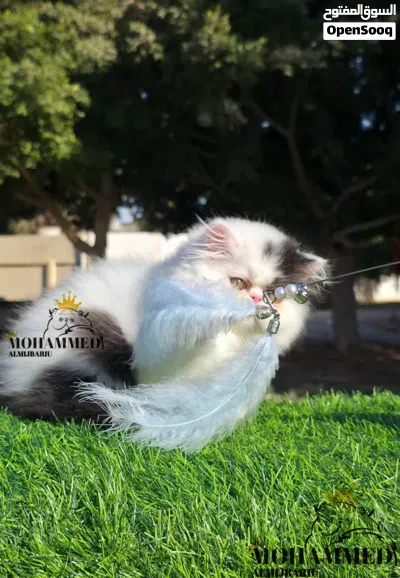 ذكـر فـان بـلاك بيـرشن 2