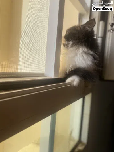 شيراز البيع 4
