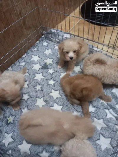 Maltipoo puppy available now 3