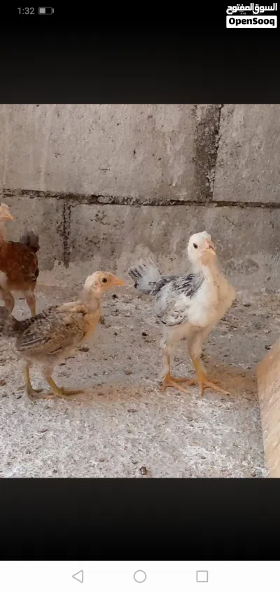 صيصان بلدي 2