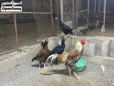 للبيع دجاج باكستاني 2
