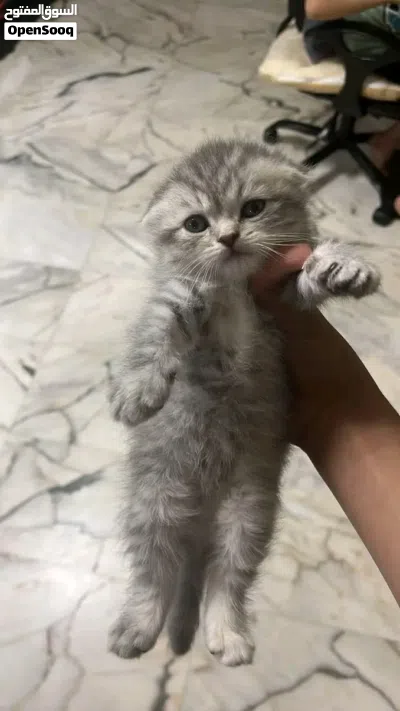 قطط عمر شهرين 3