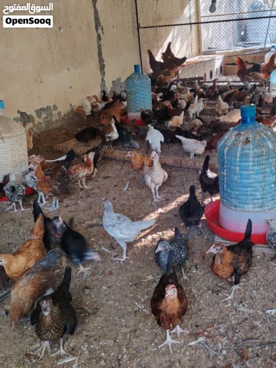 دجاج محلي احجام كبيرة 2