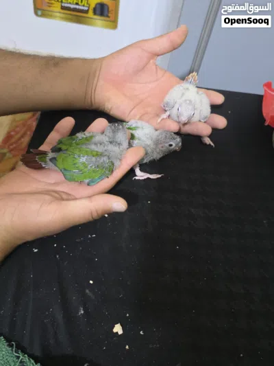 افراخ كنيور زق 3