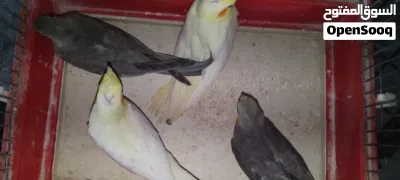 عصافير كوكتير بدي ابيع ثلات 2