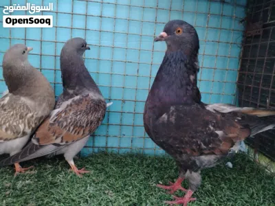 حمام مدينه برونز و لاحم دن اقرا الوصف 3