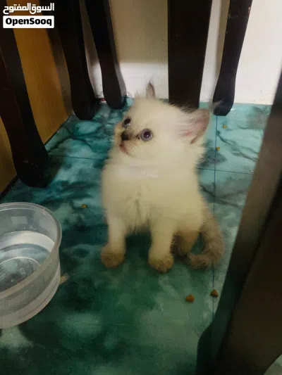Himalayan and pure persian kitten for sell 3