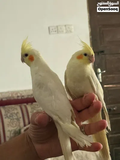 زوج كوكتيل شكريات عيون حمر اليفات طينة 3