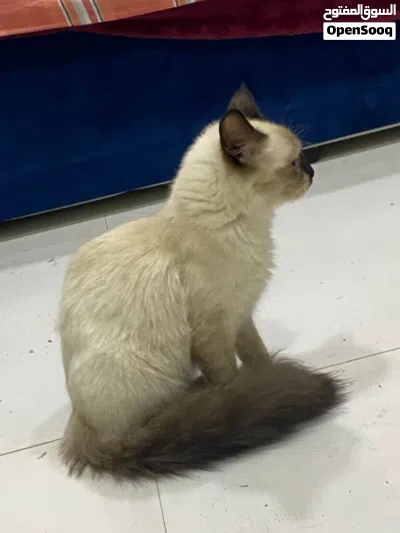 قطه سيامي عمر أربع شهور و بصحه جيدا و نشيط 2