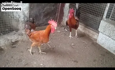 3دياكه للبيع احجام حلوه 2