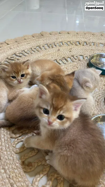 Ny12-11 kittens for reservation 2