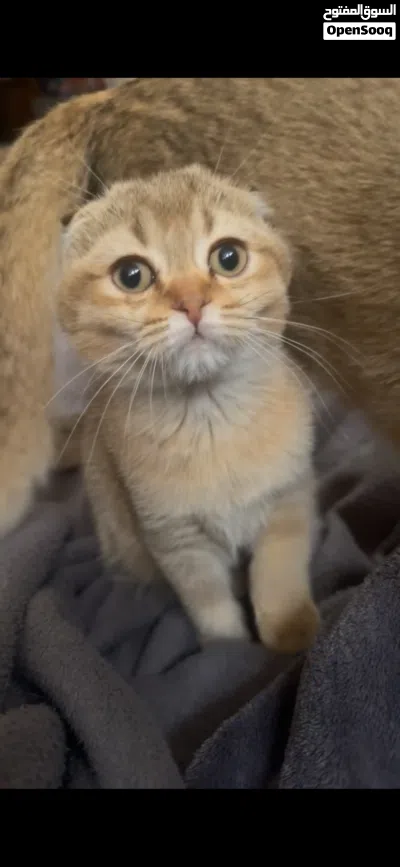 اناثي سكوتش فولد للتبني 2