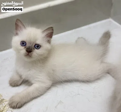 kittin for sale قطط كتن للبيع 2ذكور 1انثى 2