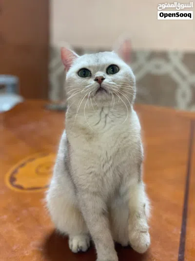 أنثى سكوتش ستريت سلفر 2