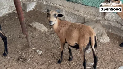 كبش وعل الكاميروني للبيع 3