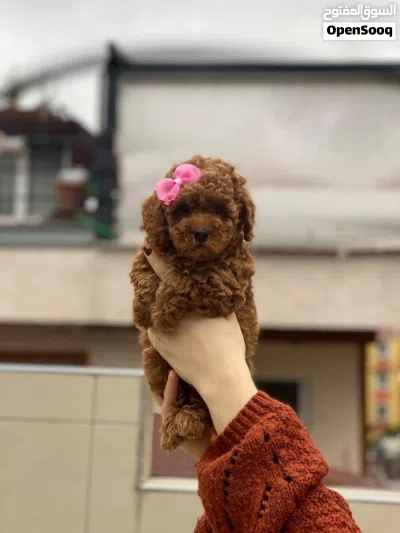 توي بودل Toy poodle 4