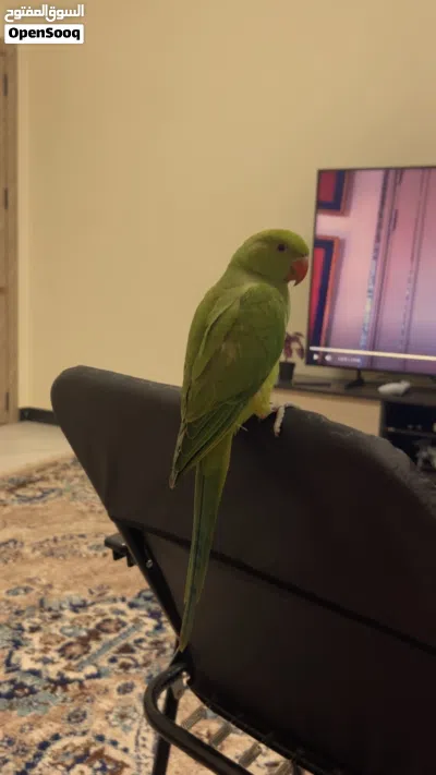 ببغاء دره هندي أليف للبيع وبصحه ممتازه جدا 2