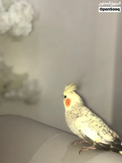 كوكتيل اليف 2