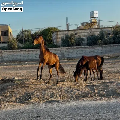 3 خيول تبارك الله 2