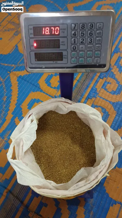 للبيع بذر قت عماني اصلي مضمون 100% انتاج 2025 3