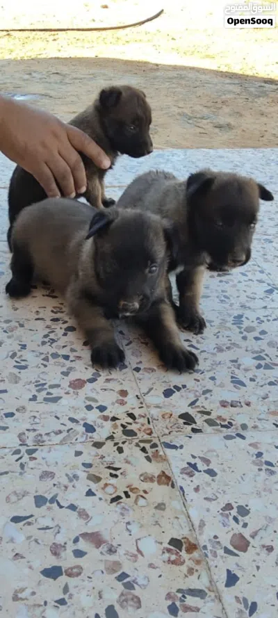 3 جرواي مينوا دكور درجة اولى 2
