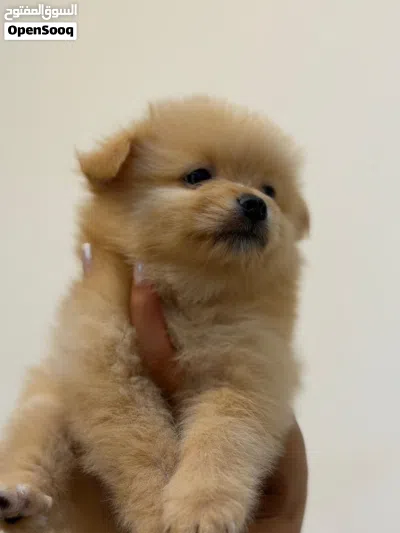 Pure Breed Pomeranian Puppies 3