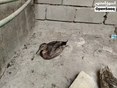 بش حر بري خضيري زوج حواهن بيض 3