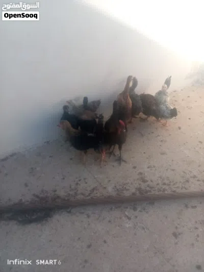 فرخات جاج عمر شهرين ونص اقرا النص عمان جاوا 3
