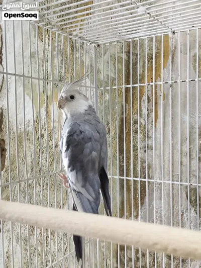 متاح فحل كوكتيل انكليزي ويت فيس عيون حمر 2