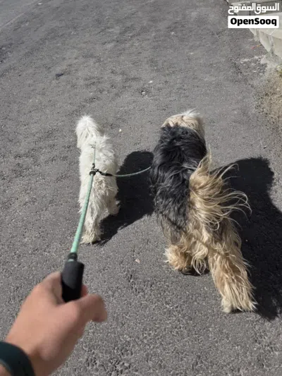كلب عدد 2 dog 3