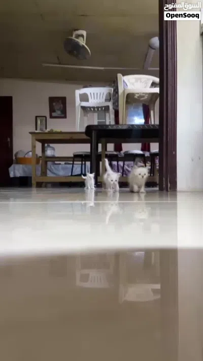 new born kitten 4