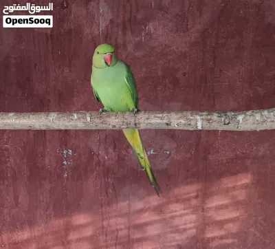 للبيع دره زوج 2