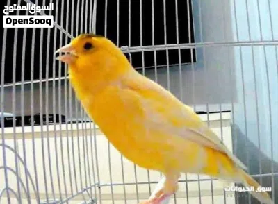 عصافير حب وكنار للبيع 2