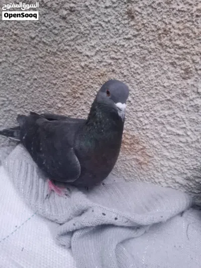 undefined 2