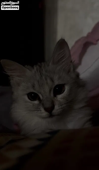 playful kitten for adoption! looking for forever home قطه لعوبه للتبني 3