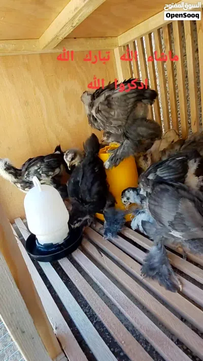undefined 3