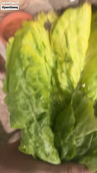 للبيع زوج حجل عماني منتج 3