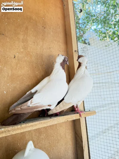حمام راهب زوجين 3