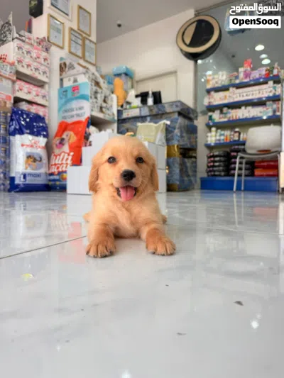Golden Retriever puppies 4