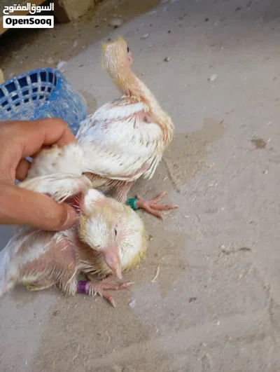 افراخ زواج متعلمات على الزق محجلات 3