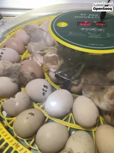 اين يوجد بيع بيض بلاستيكي 2