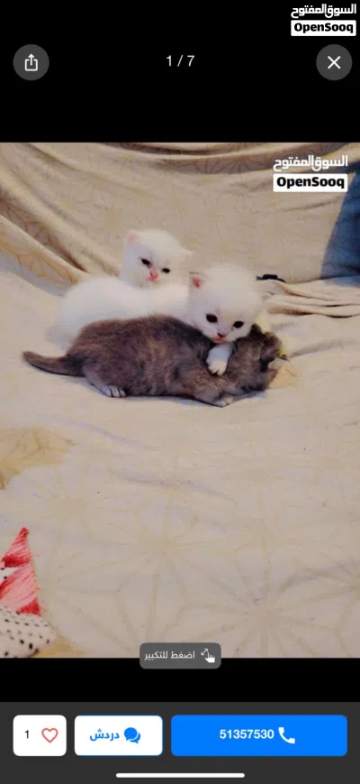 Persian cat 3
