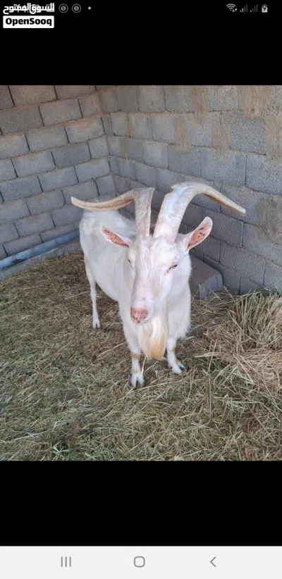 فحل ماعز سانين للبيع او افاري 2