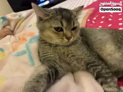 Cats ( Leo and MiMi) 2