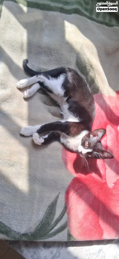 female kitten 3