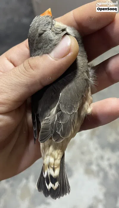 زوج فول اورنج اقره الوصف 4